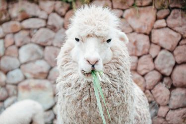 Peru,Awana Kancha