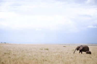 Kenya,Masai Mara